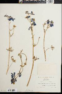 Delphinium bicolor image