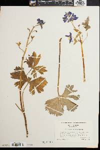 Delphinium tricorne image