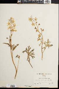 Delphinium tricorne image