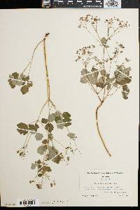 Thalictrum clavatum image