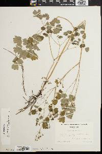 Thalictrum dioicum image