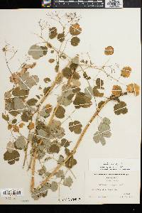 Thalictrum pubescens image