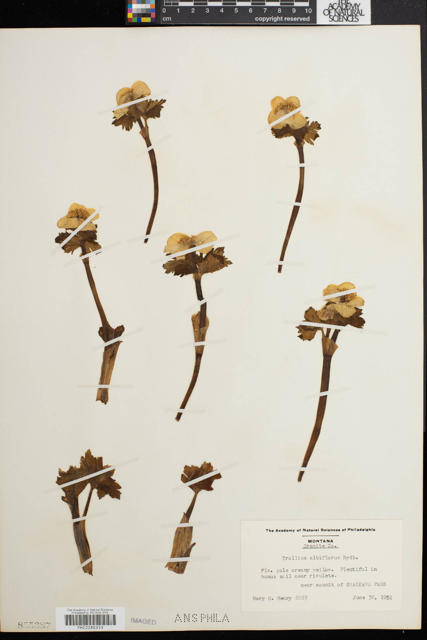 Trollius albiflorus image