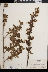 Berberis canadensis image