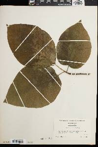 Magnolia acuminata image