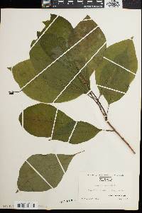 Magnolia acuminata image