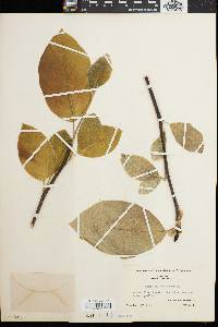Magnolia cordata image