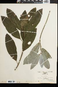 Magnolia glauca image