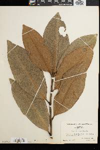 Magnolia grandiflora image