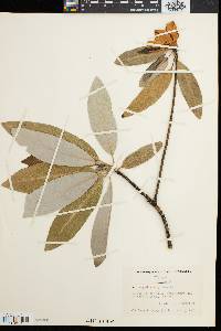 Magnolia virginiana image