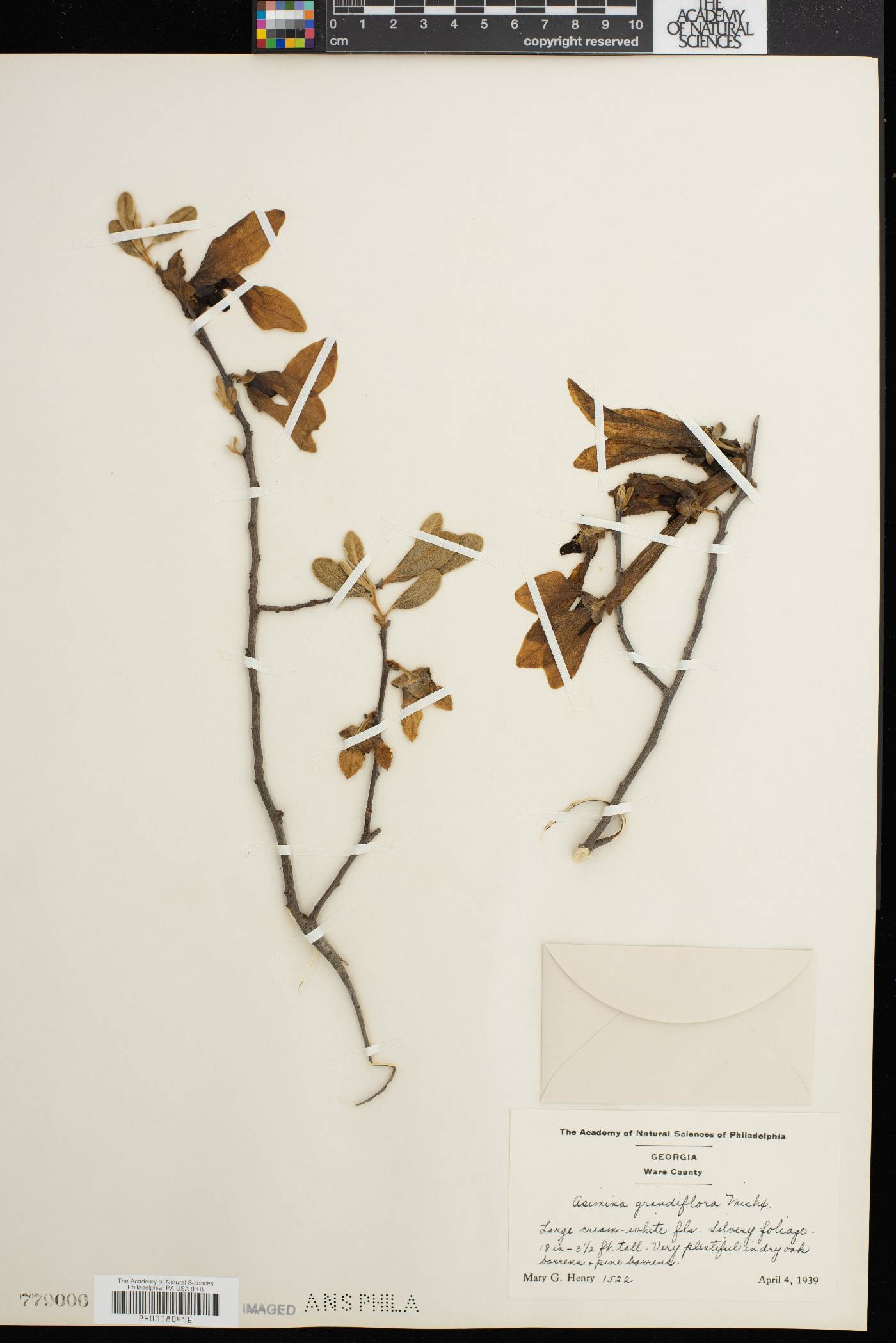 Asimina grandiflora image