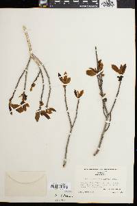 Asimina parviflora image