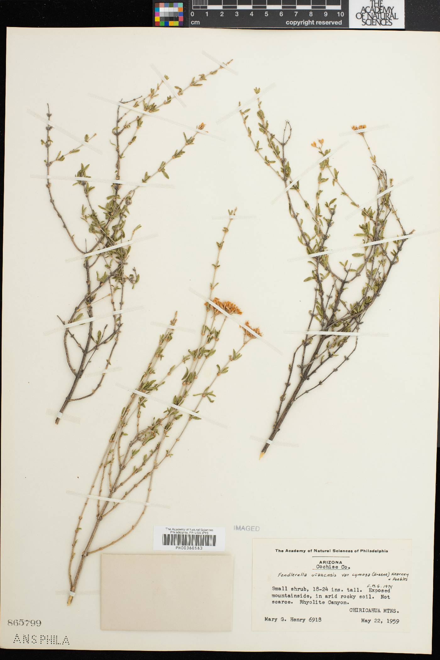 Fendlerella utahensis var. cymosa image