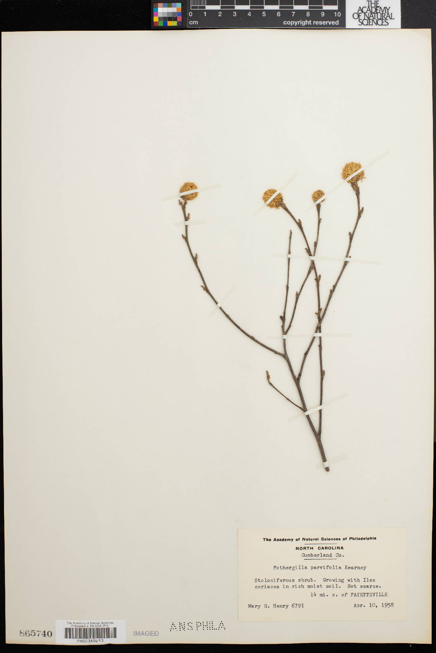 Fothergilla parvifolia image