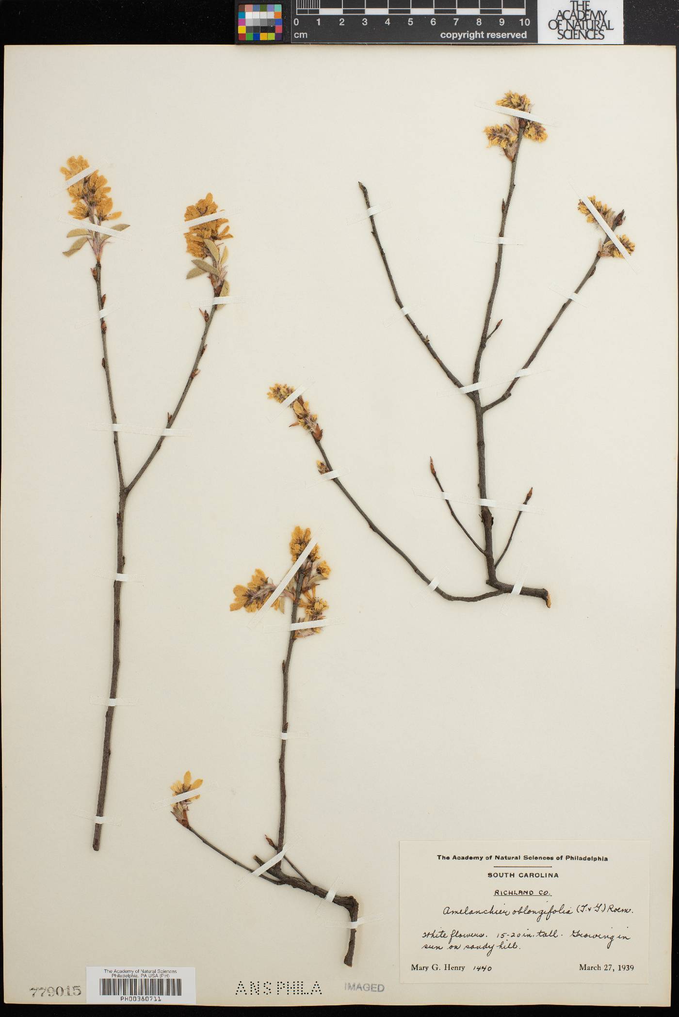 Amelanchier oblongifolia image