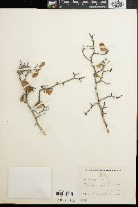 Crataegus flava image