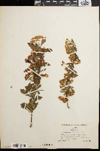 Crataegus spathulata image