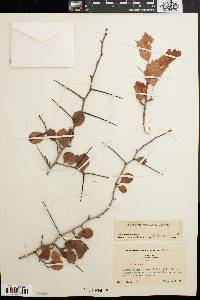 Crataegus uniflora image