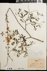 Baptisia alba image