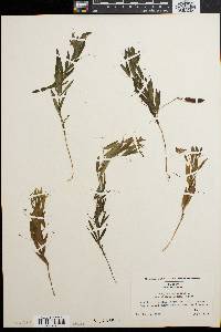 Lathyrus palustris var. pilosus image