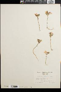 Polygala pauciflora image