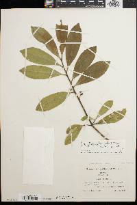 Ilex x attenuata image