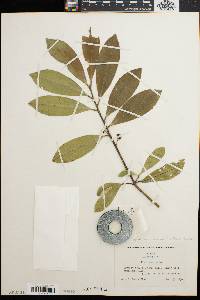 Ilex x attenuata image