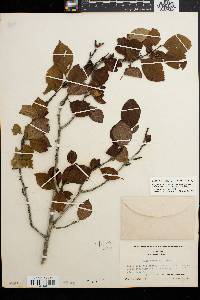 Ilex ambigua image