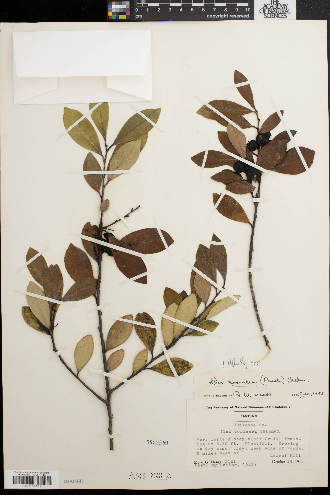 Ilex coriacea image