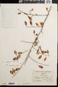 Ilex curtissii image