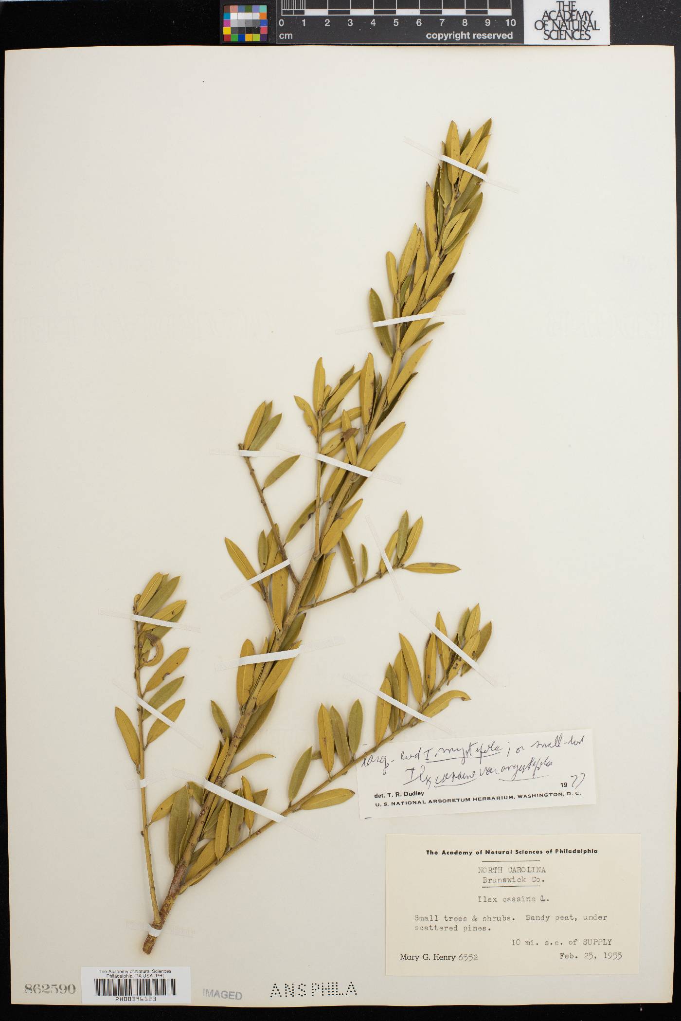 Ilex myrtifolia image