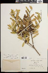 Ilex myrtifolia image