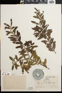 Ilex myrtifolia image