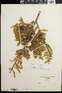 Ilex myrtifolia image