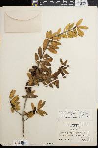 Ilex myrtifolia image