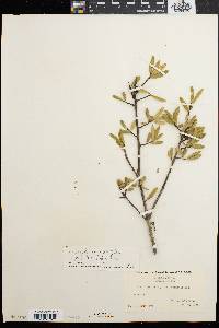 Ilex myrtifolia image