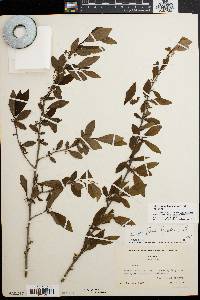 Ilex decidua var. decidua image