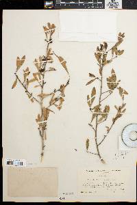 Ilex decidua var. curtissii image