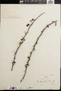 Ilex longipes image