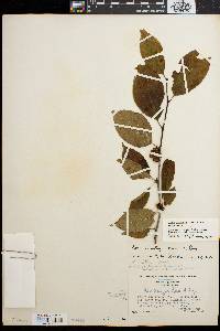 Ilex montana image