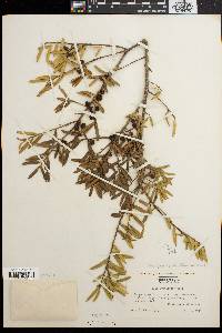 Ilex myrtifolia image