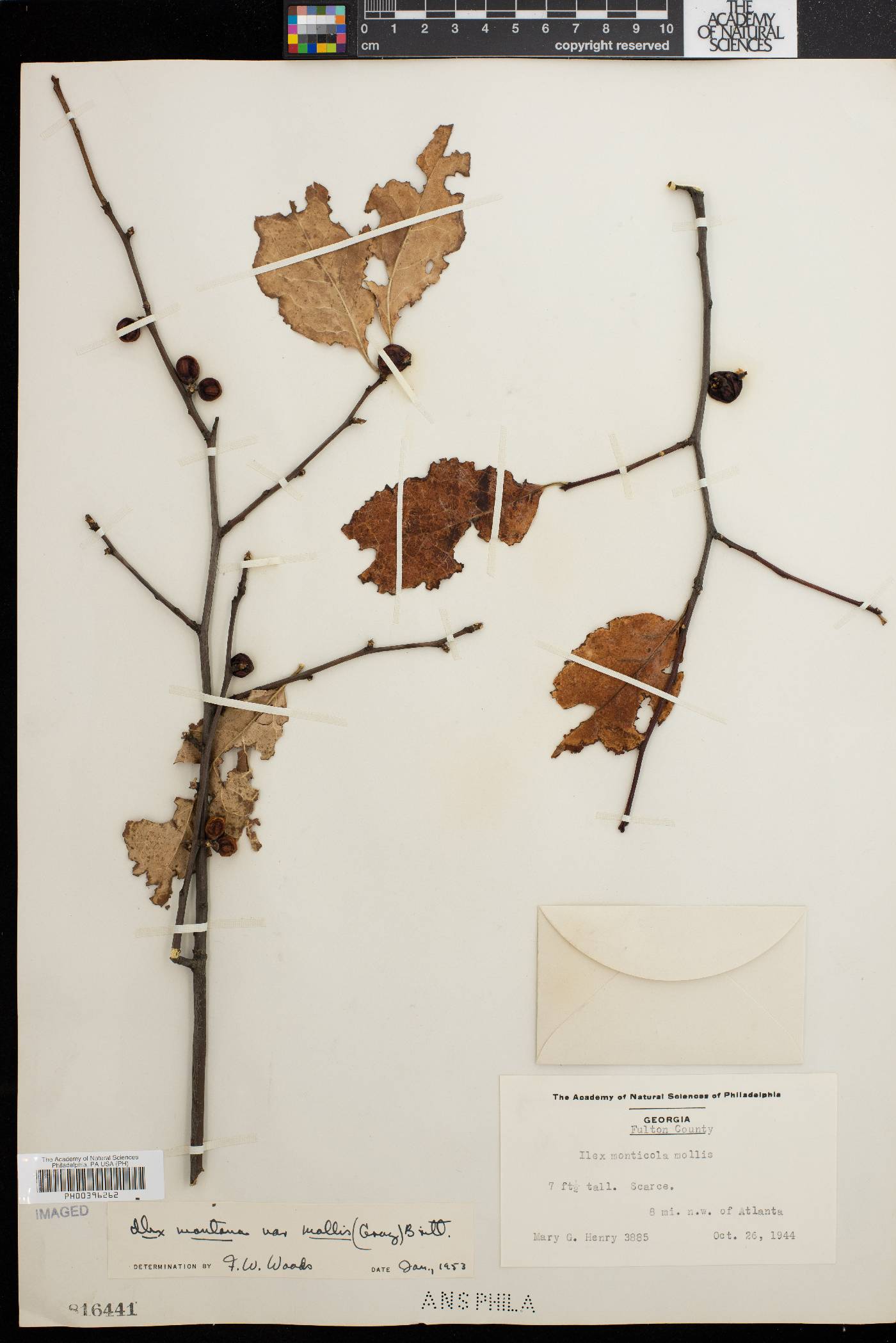 Ilex montana var. mollis image