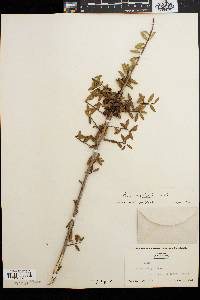 Ilex myrtifolia image