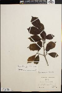 Ilex x attenuata image