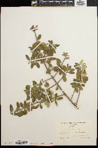 Ilex vomitoria image