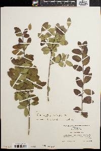 Ilex vomitoria image