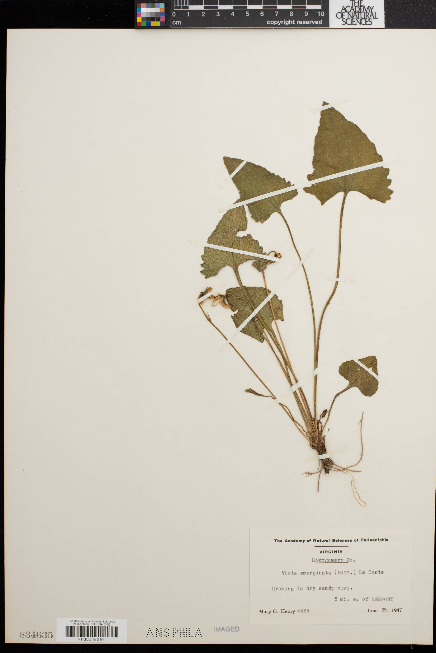Viola emarginata image
