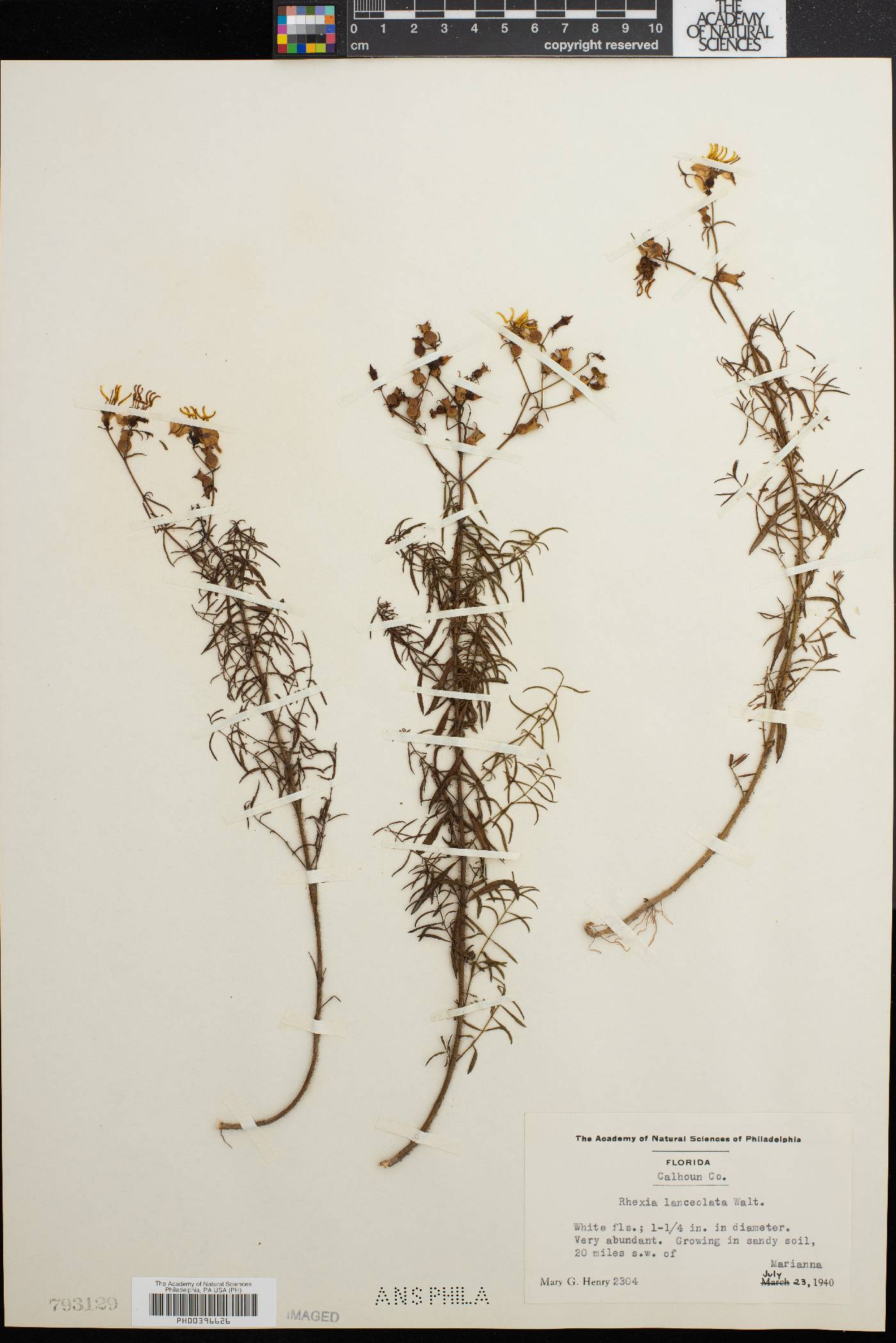 Rhexia lanceolata image