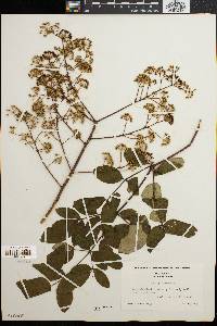 Aralia spinosa image