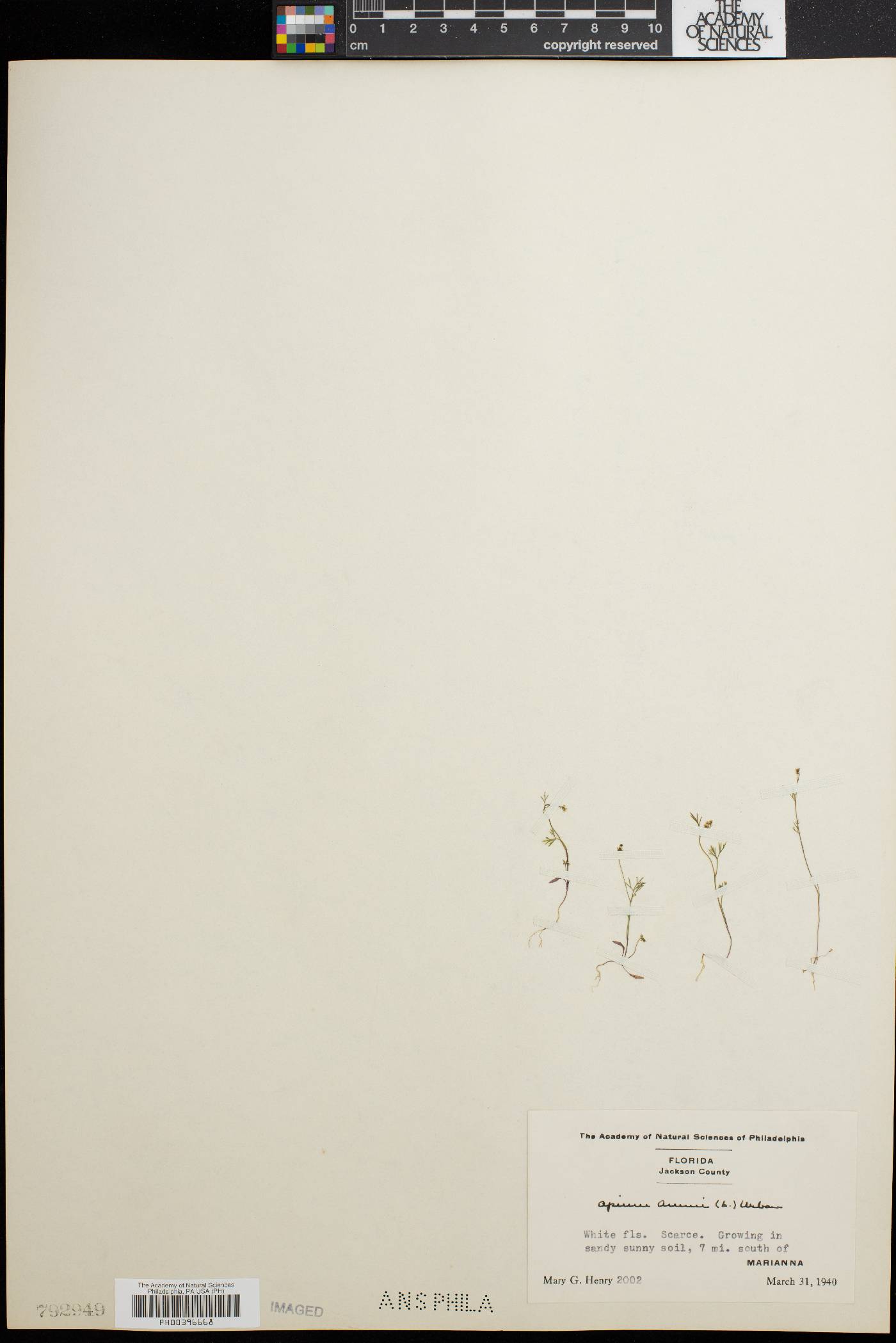 Apium ammi image